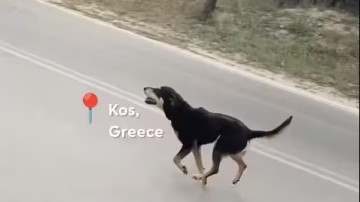 Το αδέσποτο σκυλί που συνόδευσε δύο τουρίστες και βρήκε μόνιμο σπίτι στη Γερμανία