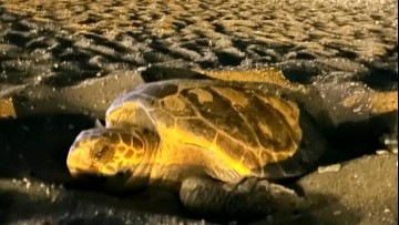 Σπάνια και όμορφη καταγραφή ωοτοκίας χελώνας στην περιοχή των Πηγών Καλλιθέας Ρόδου