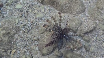 Όμορφο αλλά επικίνδυνο: Το λιοντόψαρο «χτυπά» ξανά στη Μεσόγειο