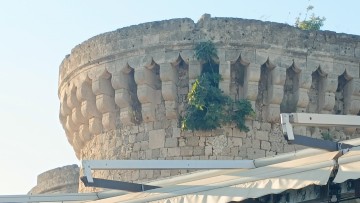 Μια ...συκιά σκαρφάλωσε στα τείχη – και δεν είναι ανέκδοτο!