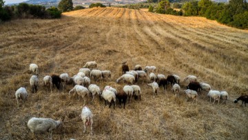 Έως 14 ευρώ ανά ζώο: Στήριξη 63 εκατ. ευρώ στους αιγοπροβατοτρόφους για εγκλεισμό και ζωονόσους