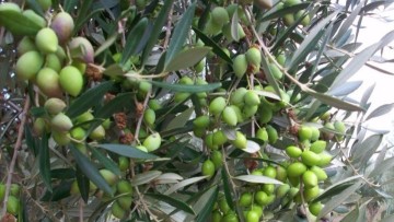 Ξεκίνησαν χθες οι ψεκασμοί για τη δακοκτονία