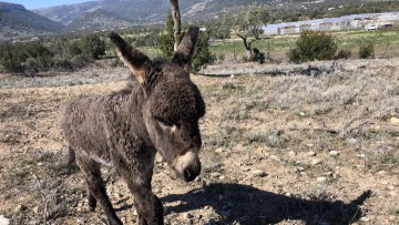 Χειροπέδες σε 42χρονο στη Λέρο που άφησε στον ήλιο και χωρίς νερό το γαϊδουράκι του