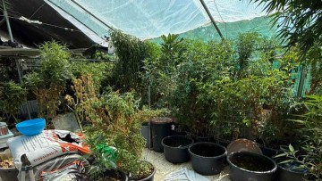 Ρόδος: Σύλληψη 52χρονου με 221 δενδρύλλια κάνναβης και 36.000€ μετρητά