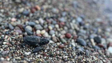 Από τη φωλιά στα κύματα: 12 χελωνάκια βρήκαν τον δρόμο τους στη Ρόδο