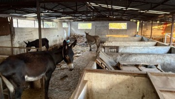Αφαιρέθηκαν από τον ιδιοκτήτη εννέα γαϊδούρια λόγω παθητικής κακοποίησής τους!