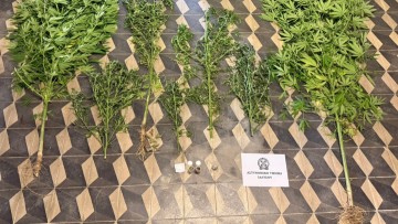 Συνελήφθη 49χρονος στη Ρόδο για κατοχή και καλλιέργεια κάνναβης