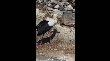 Πελαργός διασώθηκε στη Λίνδο χάρη στην άμεση κινητοποίηση εθελοντών
