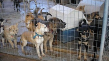 Χρηματοδότηση στον δήμο Ρόδου για το Δημοτικό Κυνοκομείο