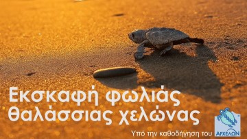 Δημόσια εκσκαφή φωλιάς θαλάσσιας χελώνας αύριο στην παραλία του Rodos Palladium