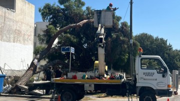 Δέντρο πήρε απότομη κλίση στην οδό Αθηνών - Επιτόπου συνεργεία του δήμου για την κοπή και απομάκρυνσή του