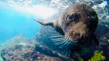 Κάρπαθος: Γεννήθηκε το πρώτο φωκάκι της χρονιάς – Αρσενικό μετά από πέντε χρόνια