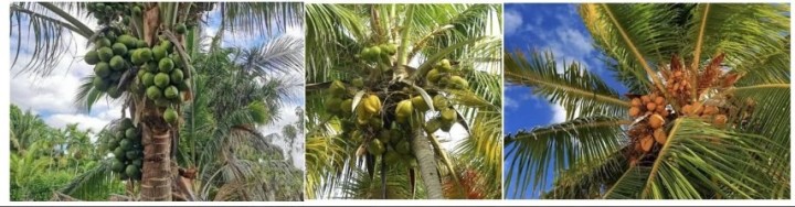 Σιγά-σιγά ωριμάζουν τα coconuts (ινδικές καρύδες) στα coconut palm trees (κοκοφοίνικες). Coconuts are slowly ripening on coconut palm trees.