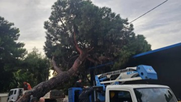 Έπεσε υπέργηρο πεύκο στη Λέρο, είχε φυτευτεί όταν το νησί ήταν υπό ιταλική κατοχή - Δείτε βίντεο και φωτογραφίες