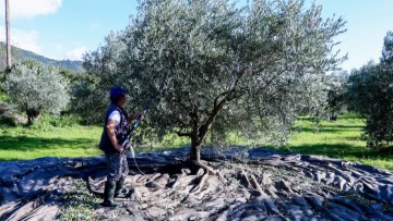 «Τσουνάμι» προστίμων για τους ελαιοπαραγωγούς: Υποχρεωτική η δήλωση των δέντρων