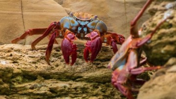 Σε ένα αιώνα χάθηκε η πανίδα της Καρπάθου