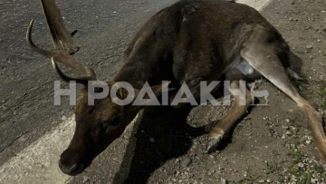 Έκκληση για βοήθεια: Τραυματισμένο ελάφι στην άκρη του δρόμου μετά το γκολφ Αφάντου
