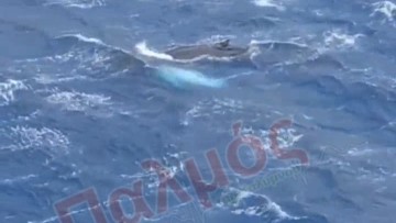 Φάλαινα εμφανίστηκε σήμερα Πέμπτη 8 Ιανουαρίου στον κόλπο των Αργινωντών της Καλύμνου (VIDEO)