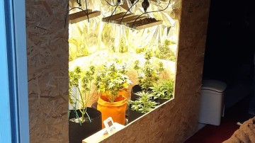 Κως: Στα «μαλακά» έπεσε 34χρονος για καλλιέργεια κάνναβης