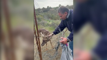 Βίντεο: Απεγκλωβισμός ελαφιού σε περίφραξη – Το ζήτημα που προβληματίζει την τοπική κοινωνία