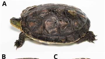 Πρώτη καταγραφή της κινέζικης νεροχελώνας στη Ρόδο – Προβληματισμός για τα τοπικά οικοσυστήματα