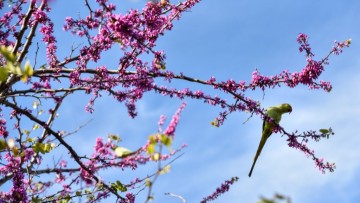 Ελένη Ν. Καραγιάννη: Όταν ο βασιλιάς Καρνάβαλος έπιασε το ανάποδο τζόκερ