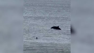 Δελφίνια εμφανίστηκαν δίπλα στην ακτή στην παραλία Ενυδρείο Ρόδου