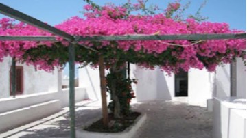 Αγαπητός Ξάνθης: Η μεταμόρφωση των νησιών μας