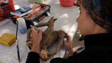 Υποβρύχια έρευνα με 120 καταδύσεις θαλάσσια περιοχή της Καρπάθου