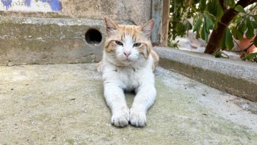 Ρόδος: Μια κραυγή για τα αδέσποτα ζώα που χάνονται καθημερινά στην άσφαλτο