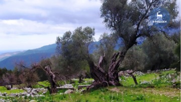 Πάνω από 2 εκατομμύρια ελαιόδεντρα θα ψεκαστούν στα Δωδεκάνησα για τον δάκο της ελιάς